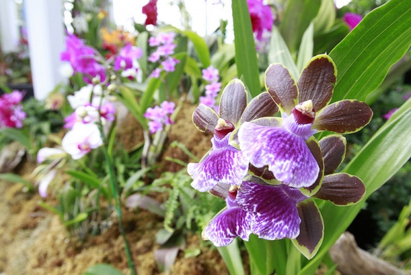 Выставка орхидей